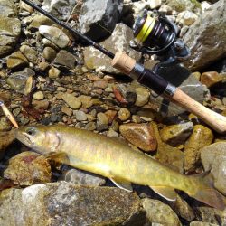 尺イワナ連続ゲット！